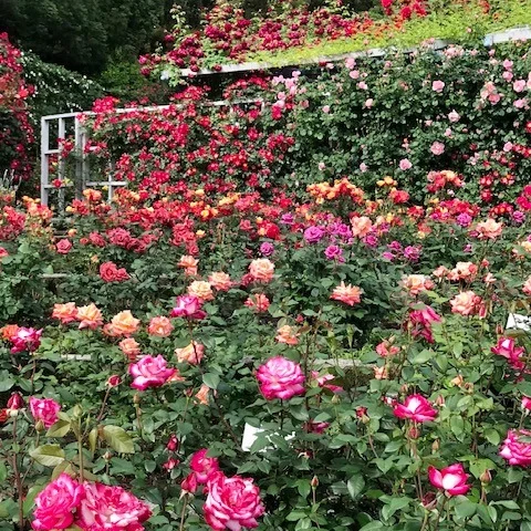 カワセミの声で目覚めた朝、霊山寺の満開のバラに癒されてきました🌹✨
朝の氣と花のエネルギーは、風水でも運気アップの鍵🔑
自然に触れる時間は、心と空間の浄化にも◎
「最近なんか運気が…」と感じてる方、奈良近郊にお住まいの方なら霊山寺のバラ園、ぜひ楽しんで、リフレッシュしてね！
また風水の力で人生リセットもおススメです。

#風水鑑定 #霊山寺 #バラ園 #奈良パワースポット #花風水 #自然の癒し #運気アップ #予祝風水師たくちゃん #空間浄化 #心のデトックス #風水で整える暮らし