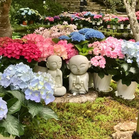 ✨あじさいパラダイス、発見！✨
室生寺のあじさい回廊に行ってきました🌸
バン字池のまわりには、まるで極楽浄土のように咲き誇るあじさいたち。
グリーンの池と、ブルー・ピンク・パープルのあじさいの色彩コントラストが…美しすぎて、時間を忘れて見惚れてしまいました🫶💠

ちょっとした非日常を味わいたい方、ここ、本当におすすめです。
あじさいに囲まれて、心も体もデトックスされる感じ🌿

しかも今がまさに見頃！
写真映え間違いなしの癒しスポット、ぜひ体験してみてください📸💕

#室生寺 #あじさい回廊 #花のある暮らし #紫陽花のある風景 #初夏の風物詩 #開運スポット #パワースポット巡り