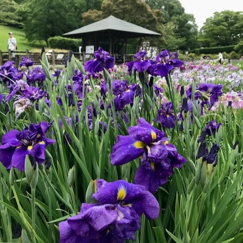 ✨涼を求めて、馬見丘陵公園へ🌿
この時期おすすめの癒しスポットといえば…やっぱり【花しょうぶ園】！

まるで水辺のオーケストラ🎶
風にゆれる花しょうぶが、心までスーッとクールダウンさせてくれます。

ところで、ちょっと豆知識☝️
花しょうぶには実は「江戸系」「肥後系」「伊勢系」「長井系」「外国系」なんて“家系図”みたいな分類があるんですって！
園芸マニアにはたまらない世界かも？🌸

でも僕は、そんなの知らなくてもOK派（笑）
「きれい〜！」「気持ちいい〜！」で十分癒されます😌

季節の風を感じながら、のんびりタイムしませんか？🌿
目にも涼しい菖蒲園、おすすめです！

【おすすめハッシュタグ】
#馬見丘陵公園 #花しょうぶ #菖蒲園散歩 #初夏の風景 #花のある暮らし #涼を感じる #花散歩日和 #心が整う場所