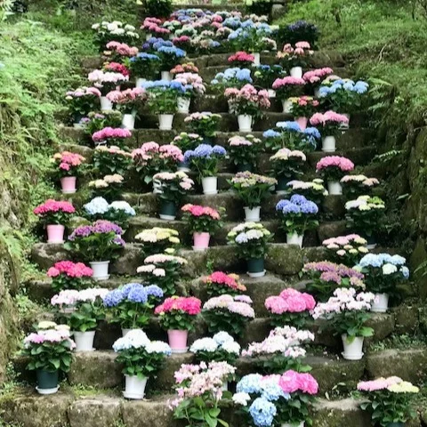 🌸紫陽花は、心のもやもやも洗い流してくれる🌸

室生寺のあじさい回廊での出来事。
バン字池のほとりや階段に咲くあじさいが、まるで花のトンネルみたいでうっとり…✨

でもね、ちょっとだけ心が曇った瞬間も。
五重塔を背景に、男女が階段でポーズをとって撮影タイム📸
ず〜っとポージング＆カメラ調整で、後ろには長〜い列。
みんな静かに待ってて、「日本人、ほんと忍耐強いな…」って、思わず感心😂
でも、ひと言「お待たせしました〜」「すいません」があれば、もっと気持ちよかったなぁ〜なんて思ったり。

…なんだけど。
咲き誇るあじさいが、その小さなもやもやさえも優しく包んでくれて、
「あ〜来てよかったな」って思えるのが、室生寺のあじさい回廊のすごいところ💠🙏
あじさい、ありがとう💕

#室生寺 #あじさい回廊 #紫陽花のある風景 #予祝風水師たくちゃん #あじさいフォトスポット #写真マナー大事
#気持ちの良い参拝 #紫陽花ありがとう#花のある心豊かな暮らし
