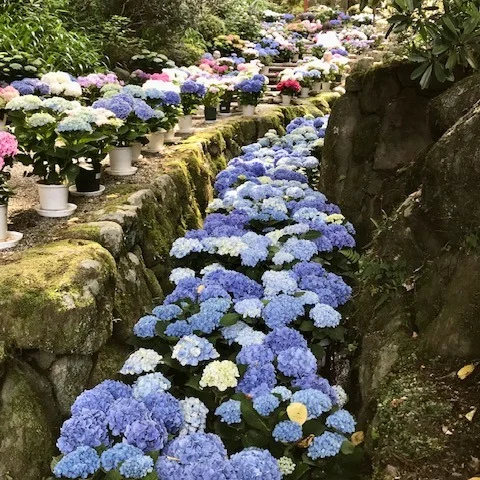 【岡寺のあじさい回廊に心ときめく旅】

明日香村にある岡寺へ☀️
「あじさい回廊」がどうなってるかワクワクしながら向かいましたが…

近づくにつれてテンション爆上がり（笑）🎵
ふんわり咲き誇るあじさいが、石段や境内を彩っていて、まるで極楽浄土の入口みたい✨

お参りしながら、心はどんどんクリアに。高まる気持ちと反比例して、内側がスーッと整っていく感覚。
これが岡寺マジック？いや、観音さまの癒しのチカラ🙏

今回は特別に内陣にもお参りさせていただき、観音さまの前で静かに手を合わせると…
まるでエネルギーが直接届くような、不思議な安心感に包まれました🕊️

帰り道では、岩窟の弥勒菩薩さまの話をちょっとだけすれ違った方にシェア。
「知ってる人が少ない場所だからこそ、伝えたくなる」ってこういうことなんですね☺️

美しい自然と静けさ、そして心のリセット。
岡寺は“あじさい”だけじゃない、“気”と“癒し”のパワースポットでした🌿

#岡寺 #明日香村 ＃あじさい回廊
#仏像好きな人と繋がりたい #心が整う場所 #花のある暮らし #関西おでかけスポット #あじさいの季節