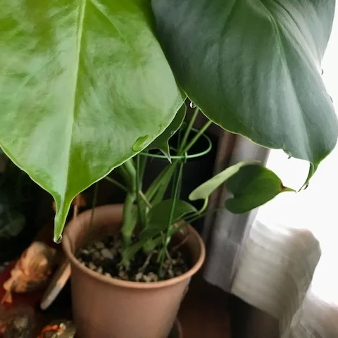 🌿種から育てた #モンステラタウエリー が大成長中！🌱
気温の上昇とともに、葉っぱもグングン伸びて、毎朝ピカピカの水滴がポタポタ落ちる毎日✨

そのしずくを見ていると「夜の間に、この子が住まいの空気を整えてくれたんだなぁ…」なんて感謝の気持ちが湧いてきます😌💚

最近は「おはよう！」より「ありがとう！」が朝のあいさつ😊
なんと10粒すべて発芽して、ハート型の葉っぱが我が家をジャングル化中🪴❤️

植物が元気＝住まいの“気”が整ってる証拠🌈
日々変化する葉っぱの形にワクワクしながら、今日も自然とともに、いい気を育ててます🌞

#インテリアグリーン にもぴったりで、見ているだけで癒される〜🍃
みなさんも、お部屋に“気”を整える植物、育ててみませんか？😊

 #モンステラ #種から育てる #グリーンのある暮らし #風水インテリア #住まいの気を整える #ハート型の葉っぱ
 #ありがとうのある朝 #部屋をパワースポットに
