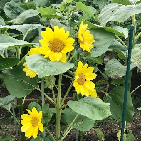 【下照神社前の花壇に、今年もひまわりが🌻✨】
見てください、この元気いっぱいのミニひまわりたち！
大きなひまわりは「まだまだ伸びるぞ〜💪」と空を目指していて、手前の子たちはひと足お先に笑顔満開😊🌞

「あれ、もう咲いてるの？早いな〜」と思ったら、なんともう6月も後半！
時が過ぎるの、早すぎませんか！？⏳💦

今日は気温もぐんぐん上がって、ついに今年初の熱帯夜予報…！🌙💦
風の神さま、どうかやさしい夜風をお願いします〜🌬️✨

自然の流れを感じながら、季節のうつろいを楽しむって、なんだか心が整うんですよね🍃
花壇の中に、パワーをくれる景色がぎゅっと詰まっていました。

🌻今日のひとこと🌻
「Tranquilo！ 自分のペースで咲けばいい」
ミニひまわりがそっと教えてくれました😊💛

#下照神社 #ひまわり #ミニひまわり #神社の花壇 #奈良の神社 #風の神さま #花のある暮らし #予祝風水師たくちゃん #夏の風景 #季節を楽しむ暮らし #熱帯夜 #自分のペースで #運気アップ #開運風水