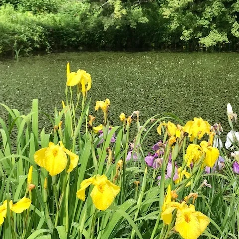 🪷今月後半も軽やかに、運気アップでまいりましょう🌈

🌿今日は十五日！
朝から【龍田大社】さんの月次祭（つきなみさい）に参加させていただきました✨

開始直後は小雨がしとしと…☔️
でも途中から晴れ間が🌤！
まるで【風の神さま】が「元気出していこう！」と背中を押してくれたようでした🌬️

おかげさまで前半戦は絶好調！
雑誌【CREA】掲載の反響で、風水カウンセリングにたくさんのお問い合わせありがとうございます🙇‍♂️✨

さらに！
【下照神社】の近くの小さな池に、なんとたくさんのショウブが咲き誇っていて、まさに癒しの風景💐🐉
龍神さま、自然の恵みをありがとうございます！

後半戦も楽しみながら、みなさまの運気アップのお手伝いをしてまいります💫
ご予約・お問い合わせくださった方々、お待たせしてしまっていてごめんなさい🙇‍♀️
順番にご案内いたしますので、もうしばらくお待ちくださいね✨

#龍田大社 #月次祭 #風の神様 #風水カウンセリング #CREA掲載 #ショウブの花#予祝風水師たくちゃん #ご縁に感謝 #風水相談受付中