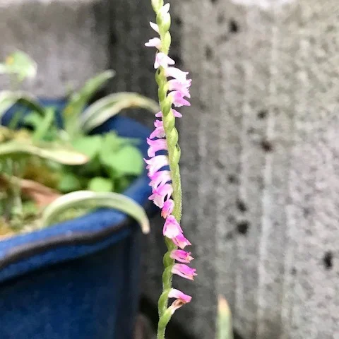 🌸今日の誕生花は【捩花（ねじばな）】🌸
花言葉は「慕わしい」──まさに、見れば見るほど恋しくなるような不思議でかわいらしいお花。

実はこのねじばな、以前朝ドラ「らんまん」で紹介されて、「うちにも咲いたらいいな〜」なんて思っていたんです。
そしたらなんと…！
ある日突然、玄関のおもとの鉢の脇から、にょきっと咲いてるではありませんか✨🌱

え？いつ植えたっけ？…いや植えてない（笑）
これぞまさに「思えば叶う」予祝現象！？
見えない願いが届いたのかな。不思議ちゃんすぎる🌈

ねじばなは、小さなお花たちがくるくる螺旋状に咲いていて、まるで小鳥がくるくる舞っているみたいな愛らしさ。
一方向にだけ咲くと茎が倒れるから、ちゃんとバランスを取って、咲き方にまで知恵をしのばせてるなんて、賢い✨

ホームセンターでは手に入らないレア花だけに、なおさらうれしい出会い。
気づけば、玄関先にちょっとした幸運が咲いていた、そんな一日。

思えば叶う。
願えば咲く。
今日も、ちいさな予祝にありがとう😊

#ねじばな #らんまん #予祝 #自然からの贈り物 #不思議ちゃん #幸運のサイン #思えば叶う #植物好きな人と繋がりたい #風水師の日常 #らんまんファン #花のある暮らし