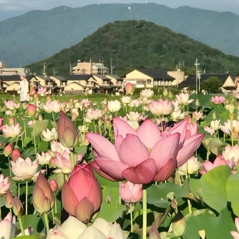 【朝日とハスと、こころのリセット】⁠
⁠
藤原京跡の北池のハス、今年も見頃を迎えてます✨⁠
⁠
朝日を浴びながら大きなハスの花を見ていると、なんだかこころがふわっとやさしくなってくるんです🌿⁠
⁠
連日の猛暑に、ちょっとお疲れ気味だったけど、このハスたちのたくましく咲く姿に癒されて⁠「あぁ、また頑張ろう」って気持ちが湧いてくる。⁠
⁠
お花って、ただ「きれい」なだけじゃなくて⁠、見ているだけで自然とパワーをくれる不思議な存在🌺⁠
⁠
朝早いのに、ハス池のまわりにはたくさんの人。⁠
みんなこの風景に、癒されに来てるんだろうなぁ😊⁠
⁠
今がまさに見ごろ！⁠
まだしばらく楽しめそうだし、⁠
家からもそんなに遠くないし、⁠
これはもう…リピート確定です！⁠
⁠
🌅心が疲れたときこそ、⁠
朝の光とハスの花に会いに行こう。⁠
⁠
#藤原京跡 #ハスの花 #花のある風景 #心のリセット #フォトジェニックな花 #猛暑を乗り切る #花のパワー #夏の風物詩 #また来たい場所