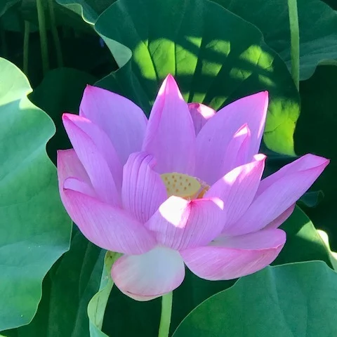 🌺【ハスとひまわりと、夏のごあいさつ🌻】⁠
⁠
あっちでもこっちでも、大きなハスの花が咲きはじめ⁠
さらに、ひまわりまで元気に顔を出してる🌞⁠
⁠
いよいよ「ザ・夏」がやってきましたね〜（笑）⁠
⁠
でも、笑ってる場合じゃないくらい暑い🔥⁠
⁠
最近、「私はエアコンが苦手でねぇ…」⁠
なんてお年寄りの声も耳にしますが⁠
⁠
今年の夏は「エアコン＋水分補給」が最強コンビ！⁠
ガマンせず、ちゃんと冷やして、ちゃんと飲もう💧⁠
⁠
だってお花だってそうでしょ？⁠
水が足りなければ、葉っぱもぐったりしちゃう🌿⁠
⁠
人間だって同じ。⁠
元気に夏を楽しむためには、しっかり“潤い補給”！⁠
⁠
ハスやひまわりに元気をもらいつつ、⁠
自分のケアも忘れずに✨⁠
⁠
この夏を無事に乗り切って、⁠
また秋にたくさん笑おう😊⁠
⁠
#ハスの花 #ひまわり畑 #夏の風物詩 #夏の花めぐり #藤原京跡 #熱中症対策 #エアコンは味方 #水分補給忘れずに #花から学ぶ #暑さ対策 #日本の夏 #健康第一