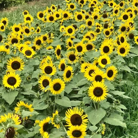 🌻【夏バテ注意報発令中！】🌻
毎日、酷暑のような日々。
馬見丘陵公園のひまわりたちも、さすがに「もう無理…」とぐったりしていました。

でも！中には
「まだまだ夏はこれからだぜ！」と
太陽に向かって全力スマイルしている元気組も（笑）

ひまわりってすごい。
見てるだけで、なんだかこちらまで背筋がシャキッとして、元気をおすそ分けしてもらえます✨

この投稿が、酷暑に負けそうなあなたへの小さな“ひまわりエナジー”になりますように☀️

#馬見丘陵公園 #ひまわり畑 #元気チャージ #太陽の花 #夏の風物詩 #笑顔おすそ分け #夏の元気印