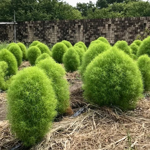 🍃馬見丘陵公園で、もふもふパワー充電中🍃
歩いていると突然現れる、緑のまんまる…（笑）
それがコキア（ホウキギ）！
近くで見るとフワッフワで、まるで草のマシュマロ。
今は爽やかな緑だけど、秋になると一面が真っ赤に大変身！🔥
火の気をチャージしたい僕にとって、秋のコキアはまさに天然パワースポット。「秋色コキア」に包まれたら、きっと運気まで燃えて運気アップ✨
季節の移ろいを感じながら、自然と笑顔になる馬見丘陵公園散策…おすすめです！

#馬見丘陵公園 #コキア #もふもふ植物 #奈良の公園 #火の気アップ #運気アップスポット #緑のコキア #もこもこ植物